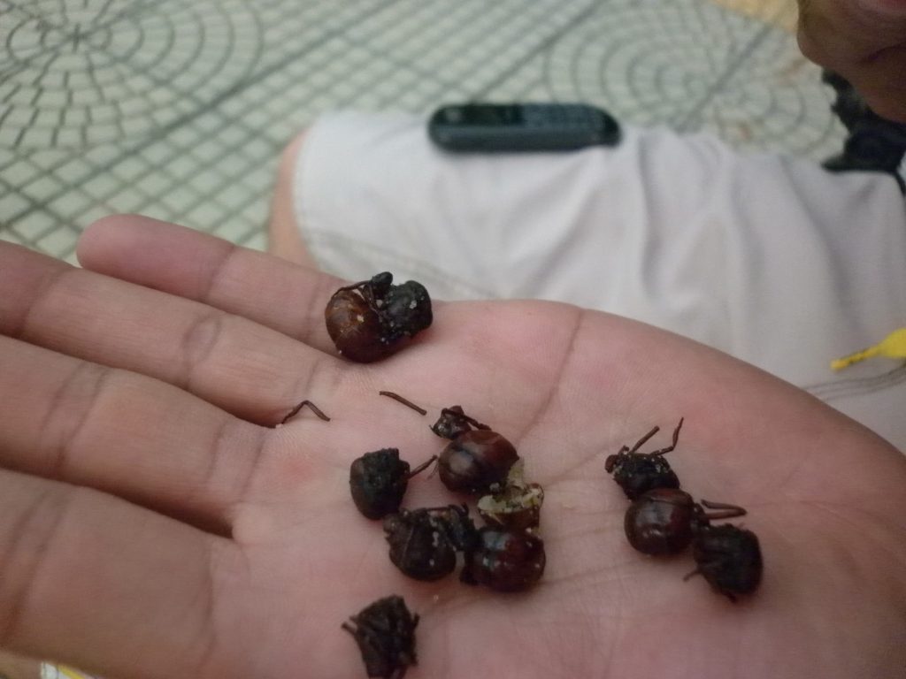 P1010027